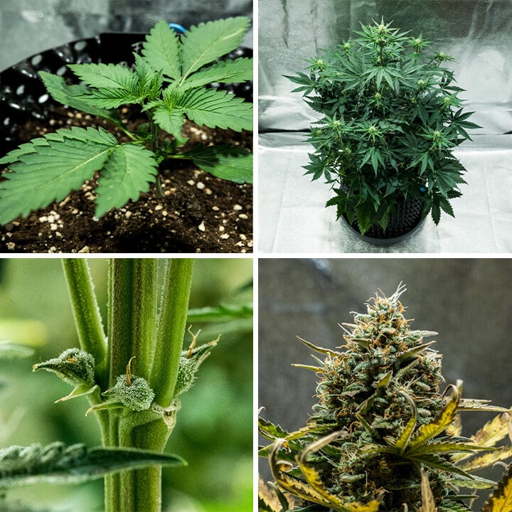 Collage der Fat Banana Auto Cannabissorte von Royal Queen Seeds. Diese Autoflower bietet hohen THC-Gehalt, süße Bananen- und Erdgeschmack, wächst bis zu 70 cm und liefert 450 g/m² in 7–8 Wochen.