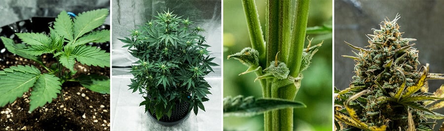 Collage der Fat Banana Auto Cannabissorte von Royal Queen Seeds. Diese Autoflower bietet hohen THC-Gehalt, süße Bananen- und Erdgeschmack, wächst bis zu 70 cm und liefert 450 g/m² in 7–8 Wochen.