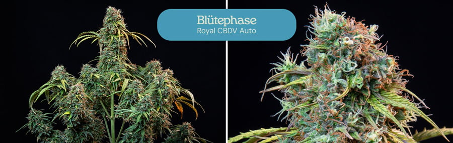 Ein Foto, das die Blütephase einer Royal CBDV Auto Cannabispflanze zeigt. Die linke Seite zeigt die Pflanze mit sich entwickelnden Blütenständen, während die rechte Seite eine Nahaufnahme eines reifen Blütenstandes zeigt.