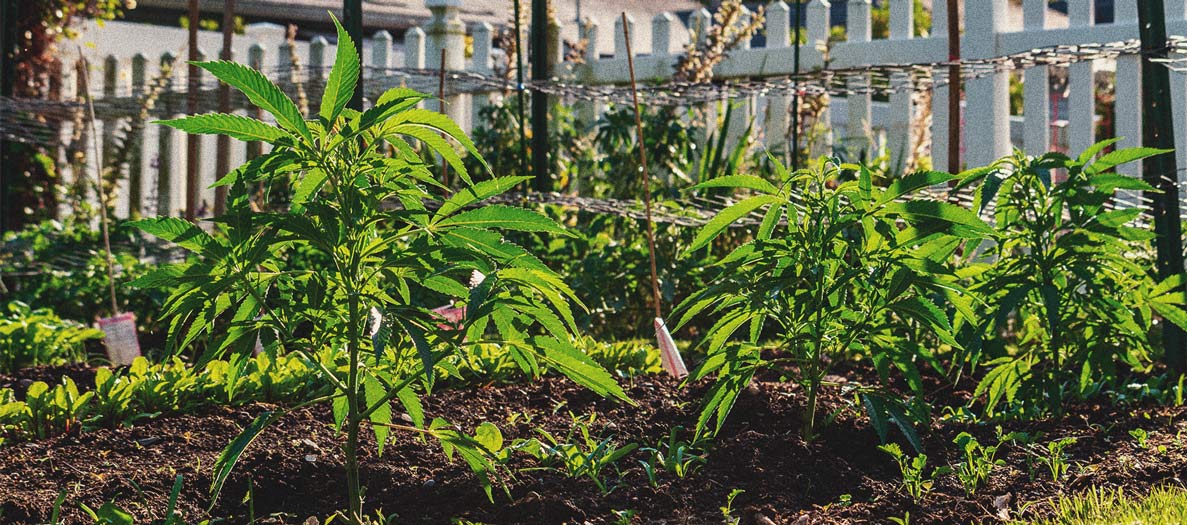 Wie man Cannabis indoor ohne Lampen anbaut