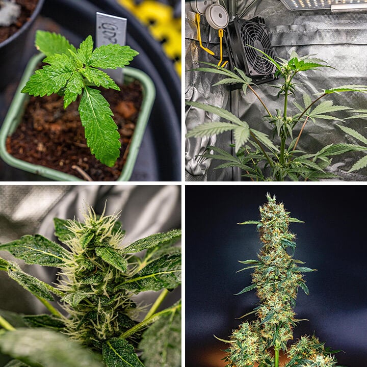 Eine Collage aus vier Bildern, die die Phasen von Granddaddy Purple Auto zeigen: ein Sämling, eine Pflanze in einem Zelt, eine Nahaufnahme eines Buds und eine ausgewachsene Pflanze mit Buds.