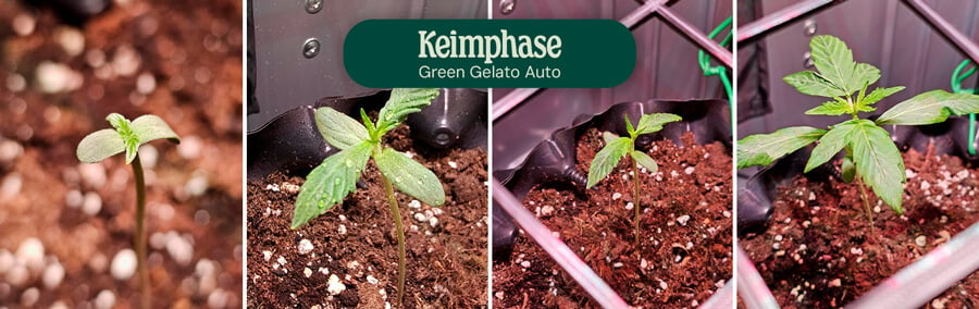 Green Gelato Auto Germination