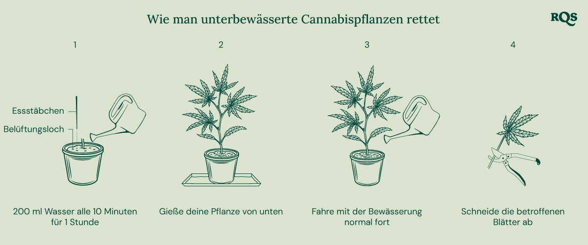 How to fix underwatered cannabis