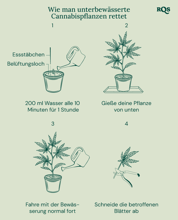 How to fix underwatered cannabis