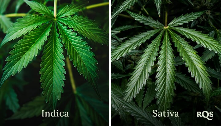 Indica vs Sativa strains