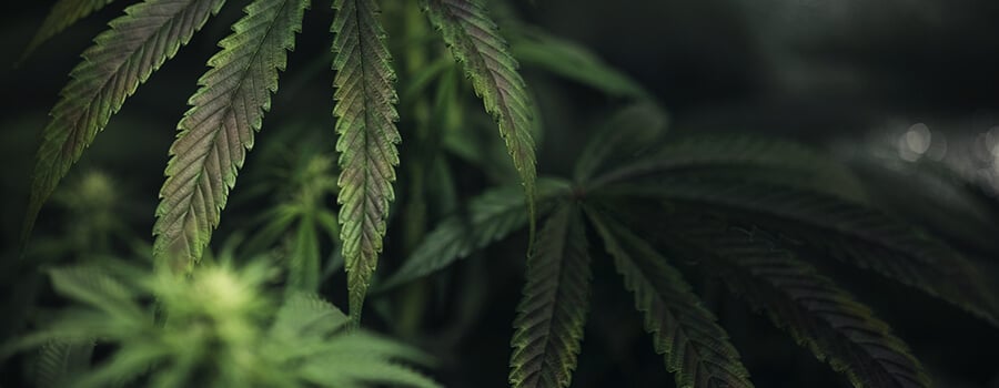 Kupfermangel In Cannabis-pflanze