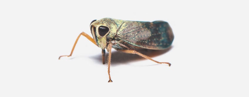 Leafhopper