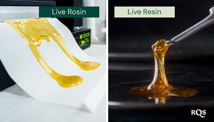 Vergleich von Live-Rosin und Live-Resin mit zwei nebeneinander angezeigten Bildern. Links wird goldenes Live-Rosin auf Papier verteilt. Rechts wird Live-Resin mit einem Werkzeug angehoben, das seine glänzende Textur zeigt.