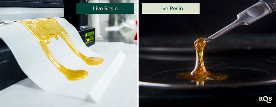 Vergleich von Live-Rosin und Live-Resin mit zwei nebeneinander angezeigten Bildern. Links wird goldenes Live-Rosin auf Papier verteilt. Rechts wird Live-Resin mit einem Werkzeug angehoben, das seine glänzende Textur zeigt.