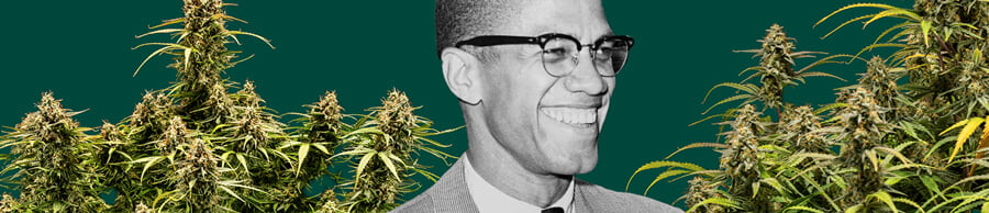 Ein detailliertes Porträt von Malcolm X vor einem tiefgrünen Hintergrund, eingerahmt von üppigen Cannabis-Pflanzen mit dicken, harzigen Blüten.