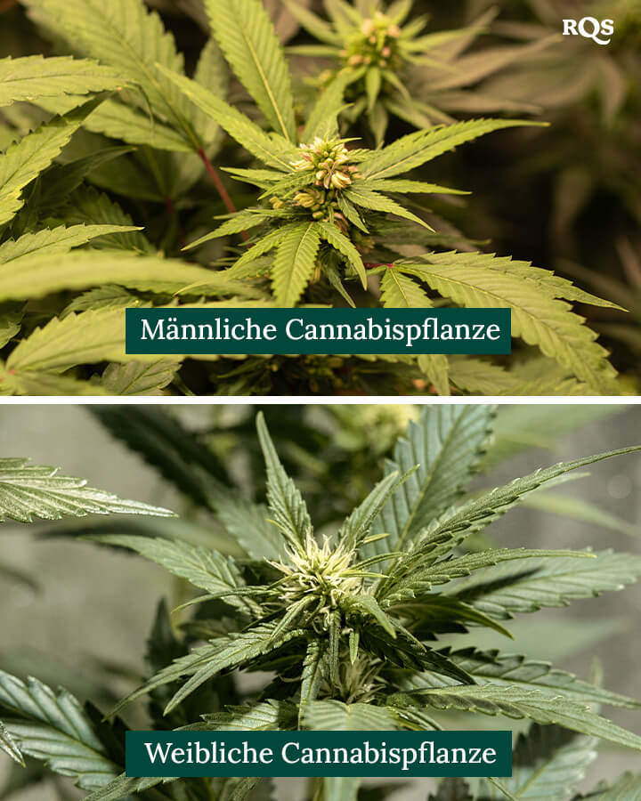 Male vs Female cannabis plant
