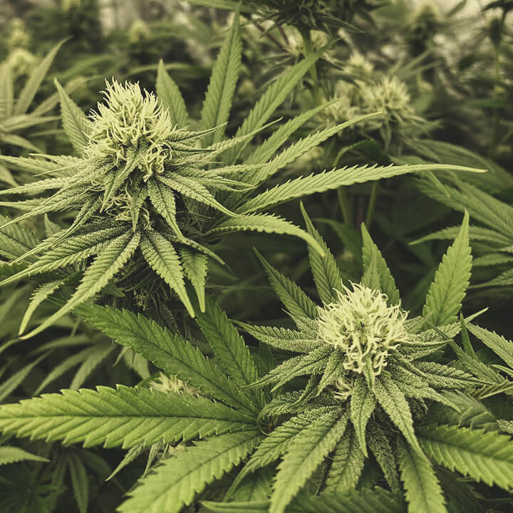 Der Cannabisanbau: Verständnis der Grundlagen - Royal Queen Seeds