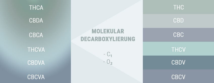 DECARBOXYLIERUNG VERWANDELT SAURE VORSTUFEN IN AKTIVE STOFFE