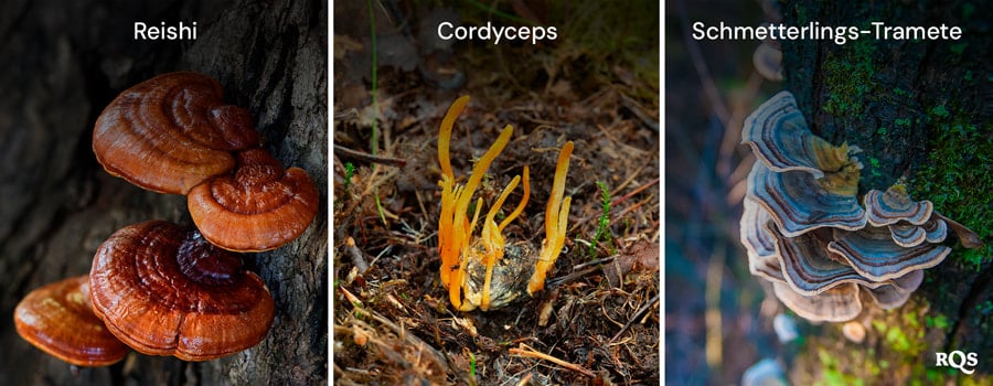 mycocannabinoids in mushrooms