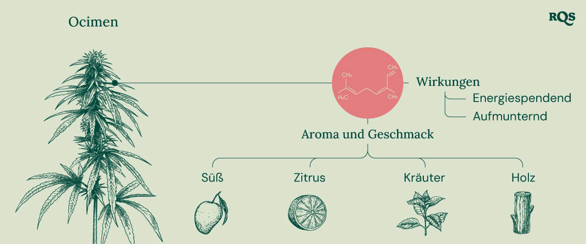 Diagramm der Eigenschaften des Ocimen-Terpens, das im Cannabis vorkommt, mit Hervorhebung seiner energetisierenden und aufmunternden Effekte. Das Bild zeigt auch sein Aroma- und Geschmacksprofil, einschließlich süßer, zitrusartiger, kräuteriger und holziger Noten.