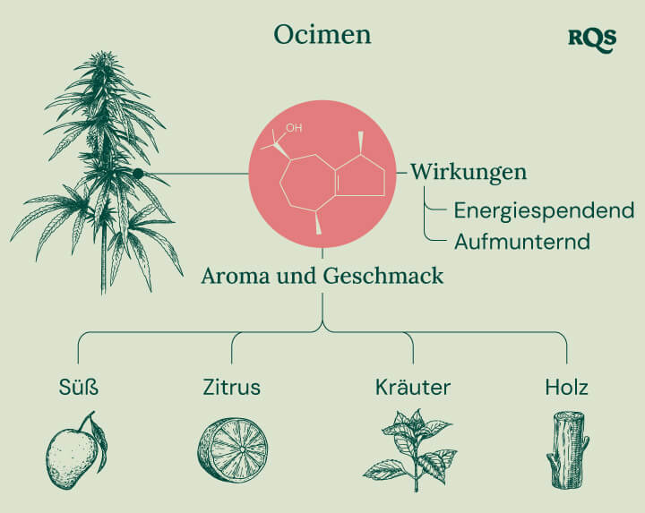 Diagramm der Eigenschaften des Ocimen-Terpens, das im Cannabis vorkommt, mit Hervorhebung seiner energetisierenden und aufmunternden Effekte. Das Bild zeigt auch sein Aroma- und Geschmacksprofil, einschließlich süßer, zitrusartiger, kräuteriger und holziger Noten.