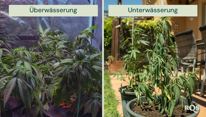 overwatering vs unerwatering cannabis