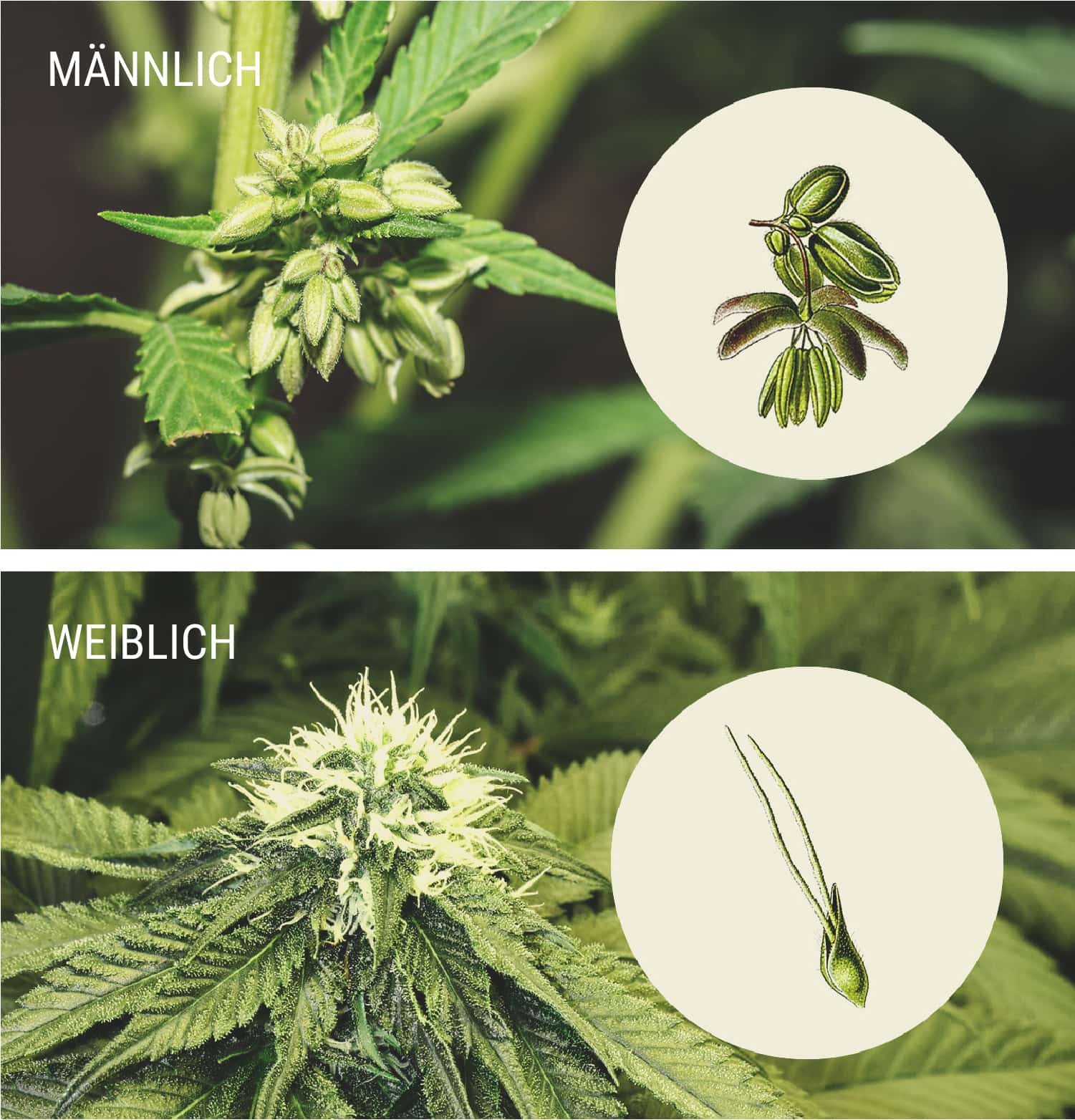 Wie Du erkennen kannst, ob Deine weibliche Cannabispflanze bestäubt wurde -  RQS Blog