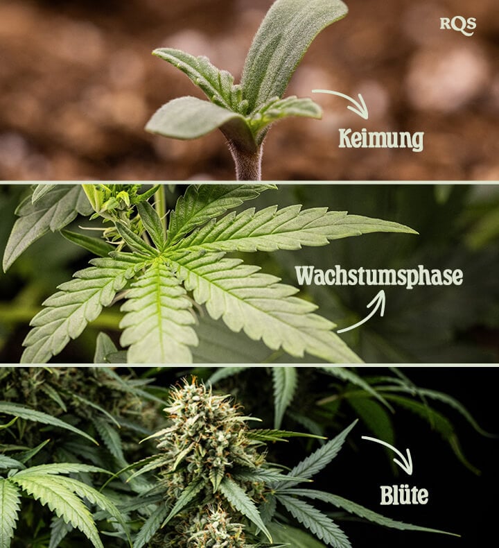 Drei Phasen des Cannabiswachstums: Keimung mit einem Setzling, Vegetation mit Fächerblättern und Blüte mit dichten Knospen, die mit Trichomen bedeckt sind.