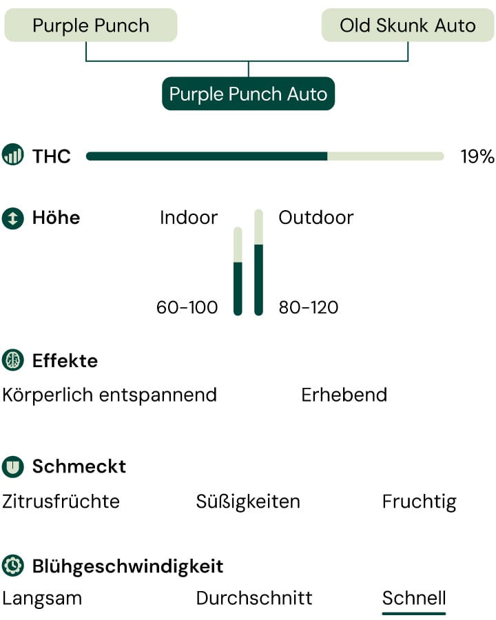 Purple Punch Auto Characteristics