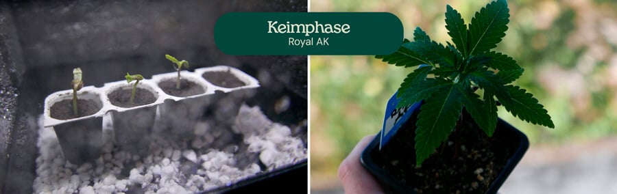 Royal AK Germination