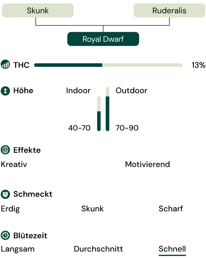 Royal Dwarf Autoflower Characteristics