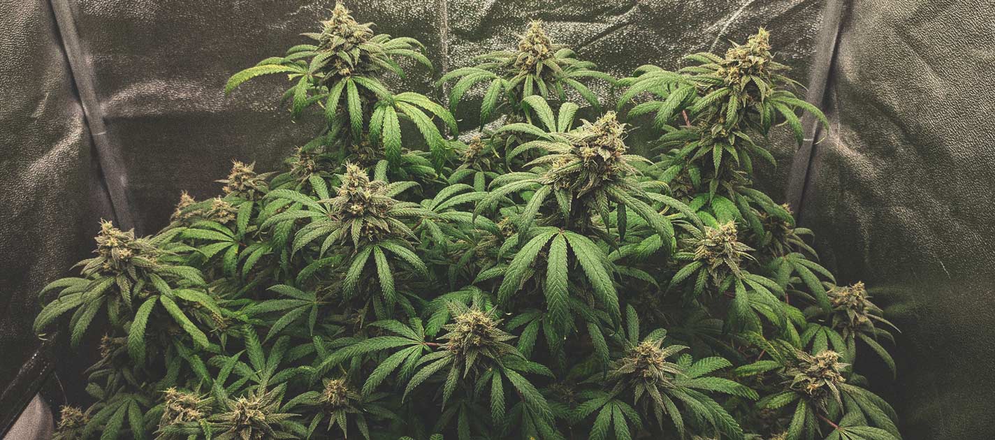 Cannabis Samen, Mehr als 3000 Sorten!