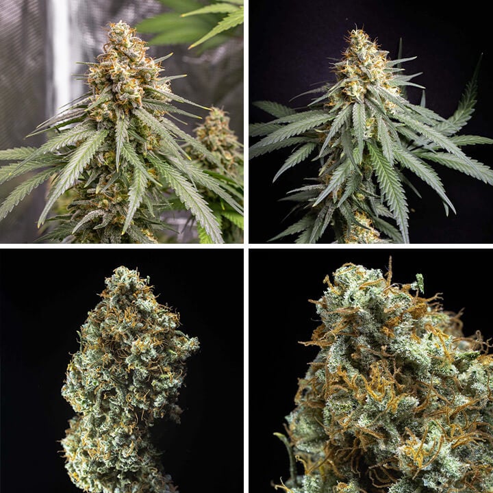 Shining Silver Haze, Cannabispflanze und Blüten der Shining Silver Haze Sorte, eine der ertragreichsten Indoor-Sorten. Gezüchtet aus Haze, Skunk und Northern Light für ausgewogene Potenz und Ertrag.