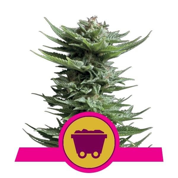 Was Ist Haze Cannabis Rqs Blog