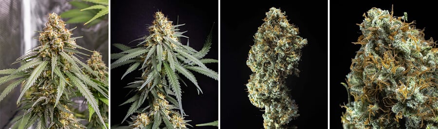 Shining Silver Haze, Cannabispflanze und Blüten der Shining Silver Haze Sorte, eine der ertragreichsten Indoor-Sorten. Gezüchtet aus Haze, Skunk und Northern Light für ausgewogene Potenz und Ertrag.