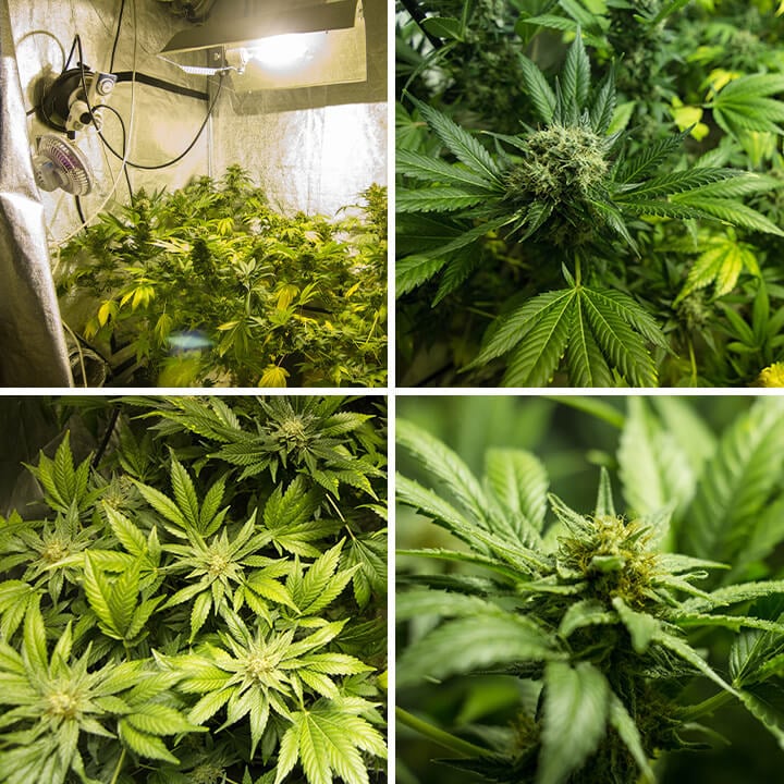 Serie von Fotos, die die einzigartigen Merkmale einer indoor gezogenen Somango XL Cannabispflanze zeigen, mit breiten Blättern und frostigen Blüten, die die charakteristischen Eigenschaften der Sorte betonen.