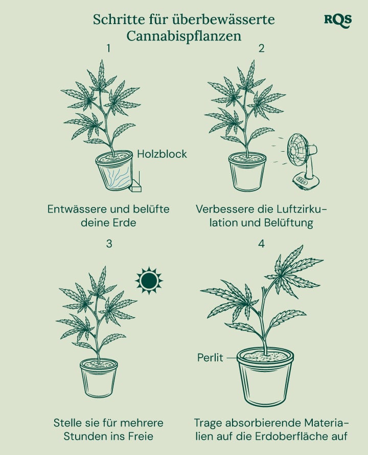 How to fix overwatered cannabis