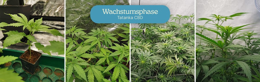 Collage aus vier Bildern, die die vegetative Phase der Tatanka CBD-Pflanzen zeigen: ein kleiner Setzling, eine größere Pflanze mit Blättern, eine Gruppe in einem Zelt und ein Nahaufnahme mit sich bildenden Blüten.