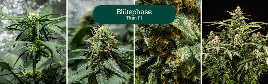 Collage aus vier Bildern, die die Titan F1 Cannabis-Sorte in der vollen Blütephase zeigen.