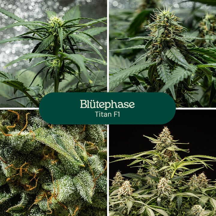 Collage aus vier Bildern, die die Titan F1 Cannabis-Sorte in der vollen Blütephase zeigen.