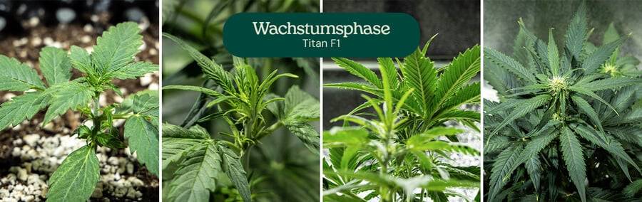 Collage aus vier Bildern, die die Titan F1 Cannabis-Sorte in der vegetativen Phase zeigen, von der Keimling- bis zur jungen Pflanzenphase. Die Pflanze wächst in mit Erde gefüllten Töpfen, mit sichtbarem Gießen und gesunden grünen Blättern.