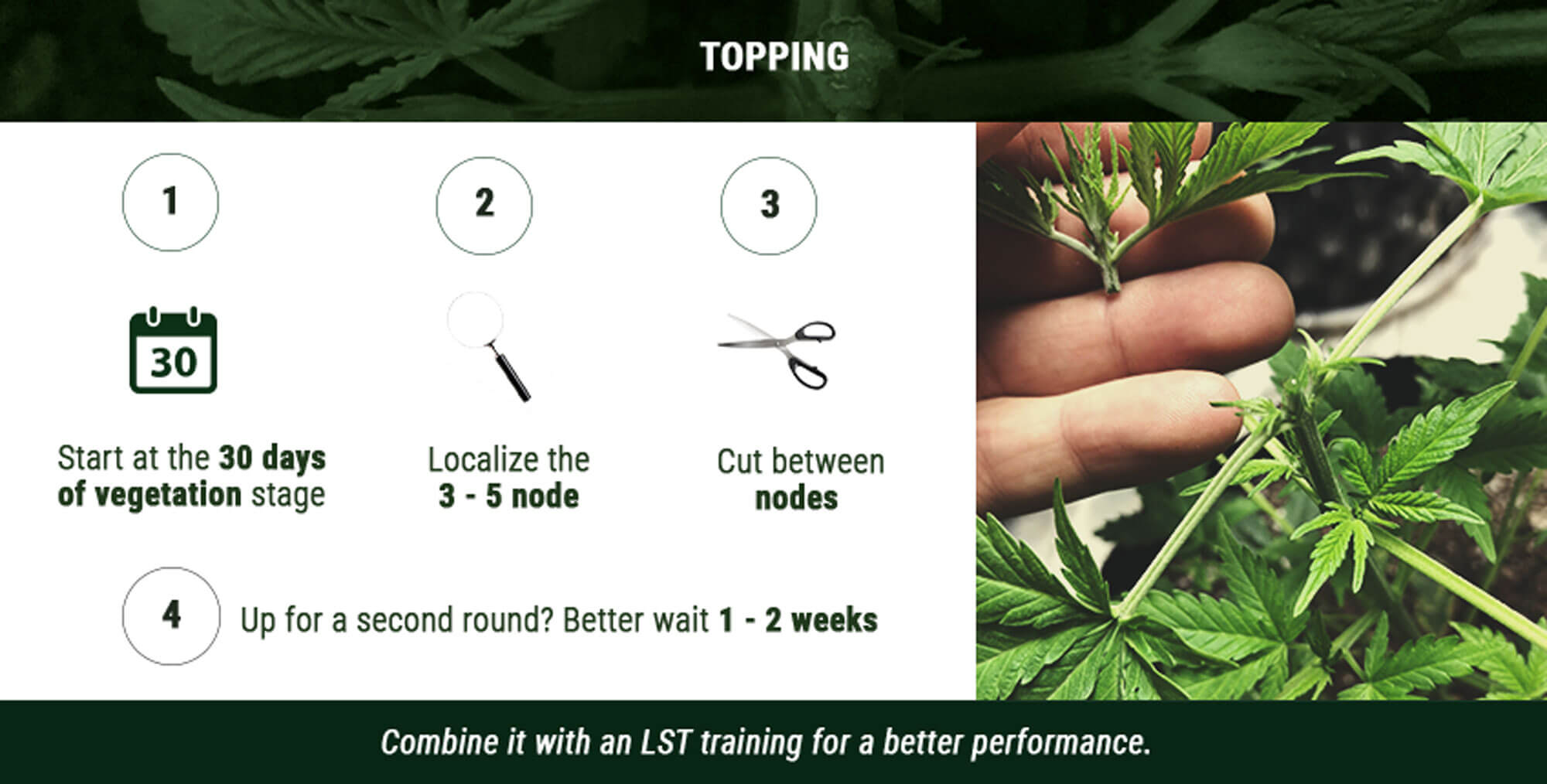 Cannabis-Training Im Vergleich. Hier Rollen Köpfe: Topping Oder Fimming ...