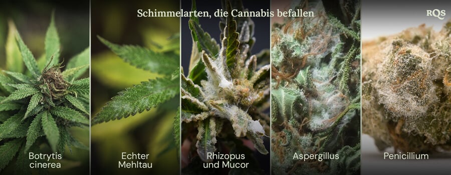 Eine Collage von Bildern, die verschiedene Schimmelarten zeigen, die Cannabis Pflanzen befallen können. Die gezeigten Schimmelarten sind Botrytis cinerea, Echter Mehltau, Rhizopus und Mucor, Aspergillus und Penicillium.