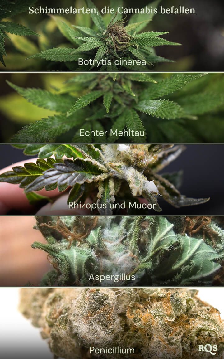 Eine Collage von Bildern, die verschiedene Schimmelarten zeigen, die Cannabis Pflanzen befallen können. Die gezeigten Schimmelarten sind Botrytis cinerea, Echter Mehltau, Rhizopus und Mucor, Aspergillus und Penicillium.