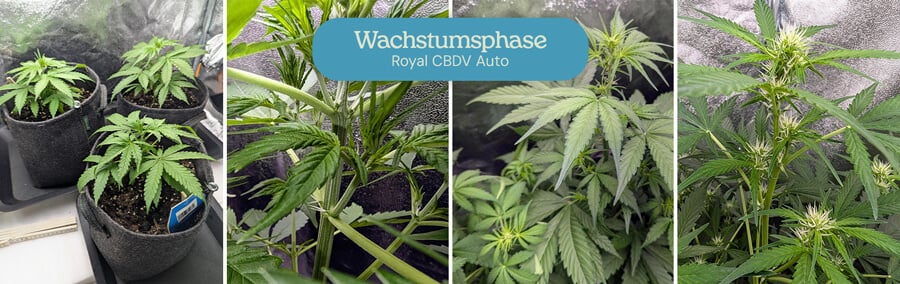  Eine Collage, die die Wachstumsstadien einer Royal CBDV Auto Cannabispflanze während der vegetativen Phase zeigt, von kleinen Sämlingen bis zu größeren Pflanzen mit entwickelten Zweigen und Blättern.