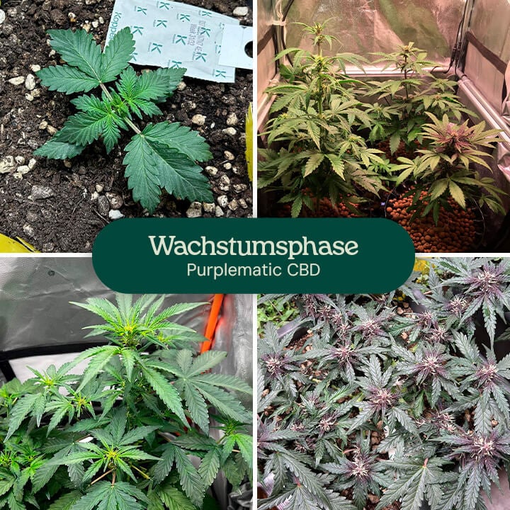 Bilder der vegetativen Phase der Sorte Purplematic CBD, die einen jungen Sämling und mehrere Pflanzen mit gesunden grünen Blättern unter Wachstumslampen zeigen, was auf ein kräftiges Wachstum in dieser Phase hinweist.