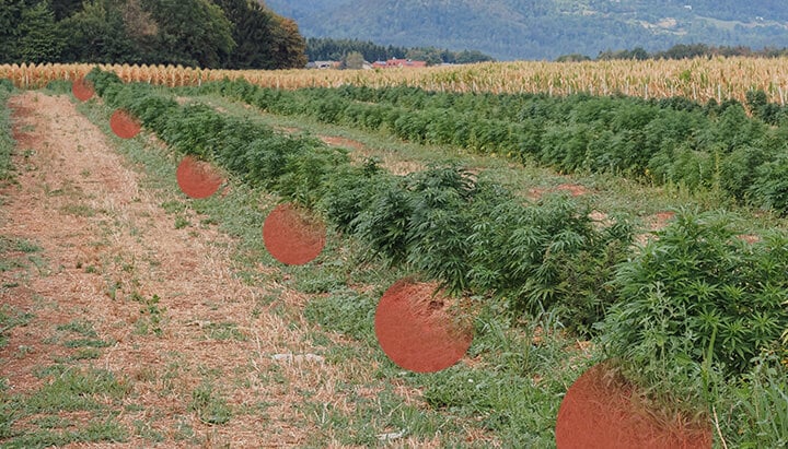 Reihen von Cannabispflanzen, die auf einem offenen Feld wachsen, mit sichtbaren kahlen Bodenflecken dazwischen. Hügel und Bäume im Hintergrund.