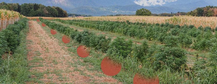 Reihen von Cannabispflanzen, die auf einem offenen Feld wachsen, mit sichtbaren kahlen Bodenflecken dazwischen. Hügel und Bäume im Hintergrund.