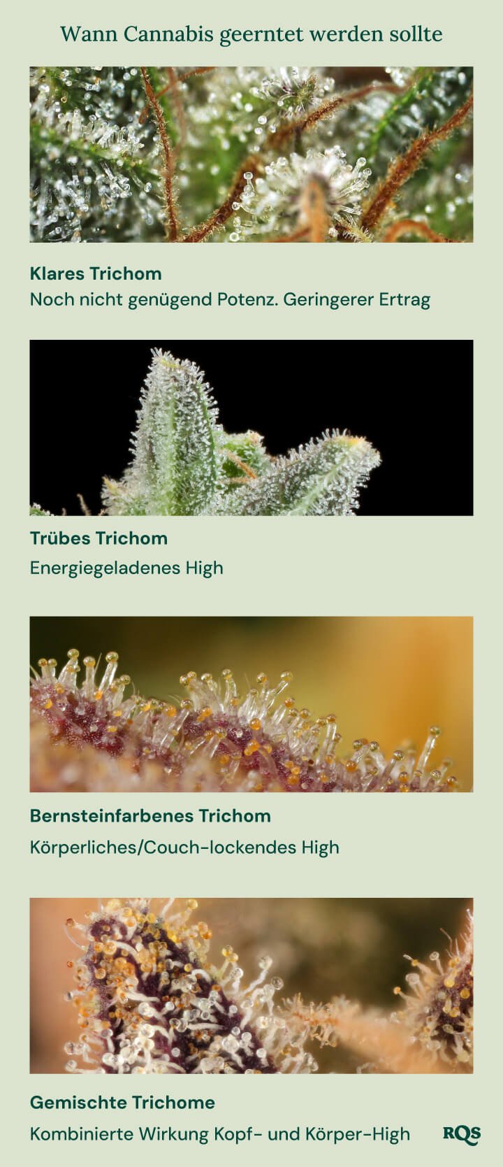 Ein visueller Leitfaden zur Ernte von Cannabis basierend auf der Farbe der Trichome. Er zeigt vier Stadien: klare Trichome (nicht potent genug), milchige Trichome (energetisches High), bernsteinfarbene Trichome (körperliches/betäubendes High) und gemischte Trichome (ausgewogenes Kopf- und Körper-High).