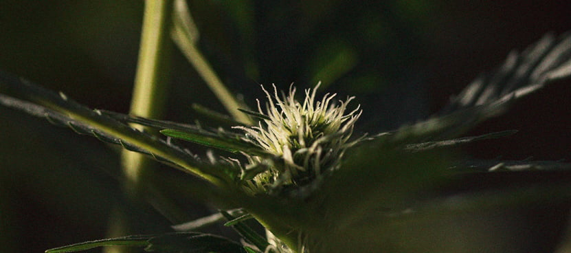 The Importance Of Pistils To Cannabis Growers