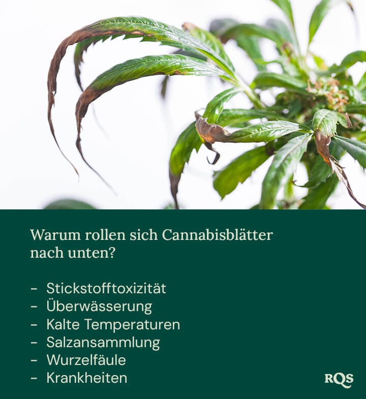 Gestresste Pflanze mit nach unten gekrümmten, verfärbten Blättern. Mögliche Ursachen: Überwässerung, Nährstoffmangel oder kalte Temperaturen.