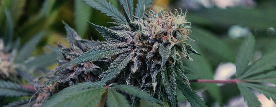 Wie lange dauert das Züchten von Cannabis - Marihuana?