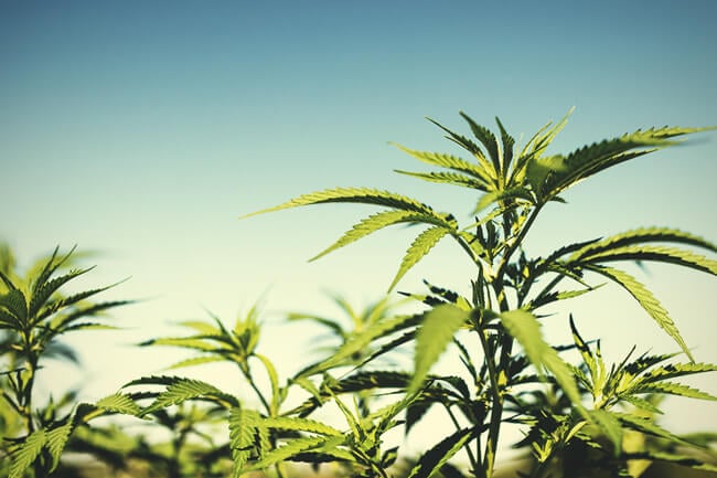 Die 10 besten Outdoor-Cannabis-Samen: für jeden Klimatyp