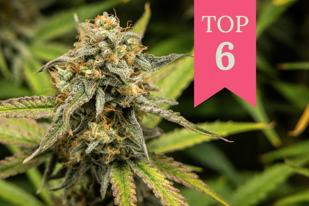 Die 6 besten Cannabissorten, um Langeweile ein Ende zu bereiten