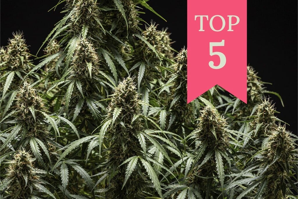 Die Top 5 Cannabissorten für Konzentration